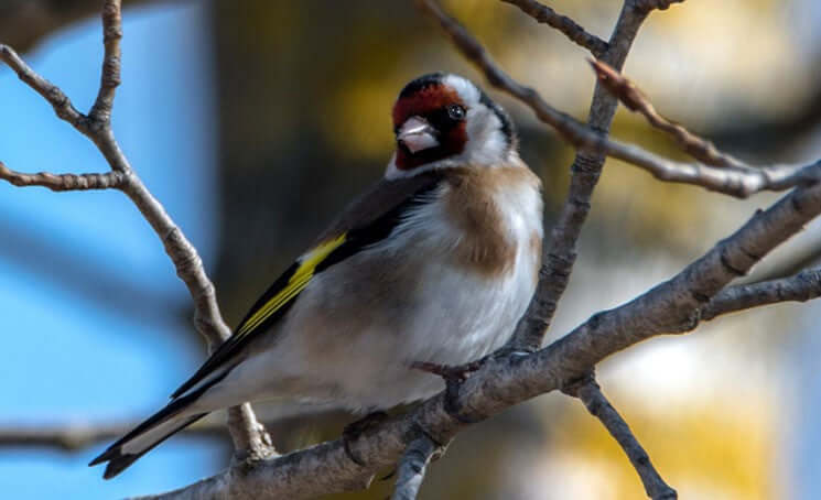 The Charm of Goldfinches: Identification, Behaviour, and Feeding Tips