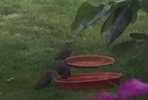 Fledglings have arrived