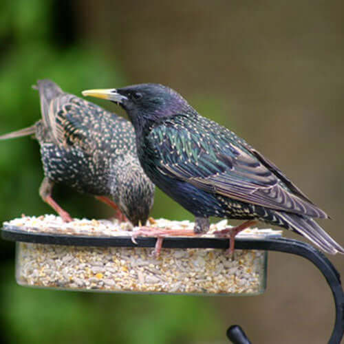 Are there any foods starlings won't eat?
