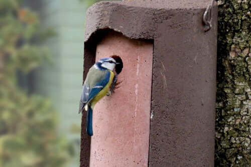 Advice on Bird Feeders and Nest Boxes