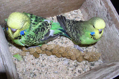 A guide to getting budgies really fit for breeding