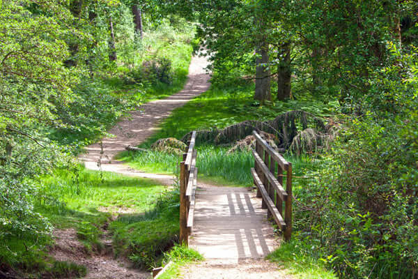 Countryside Hedgerows