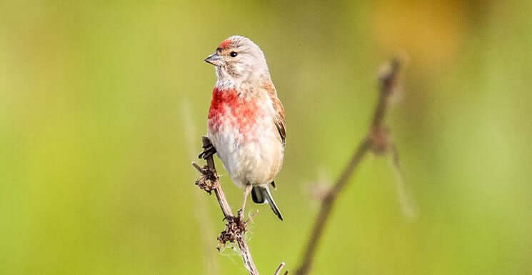 Linnet Bird: Identification, Habitat, and Feeding Tips