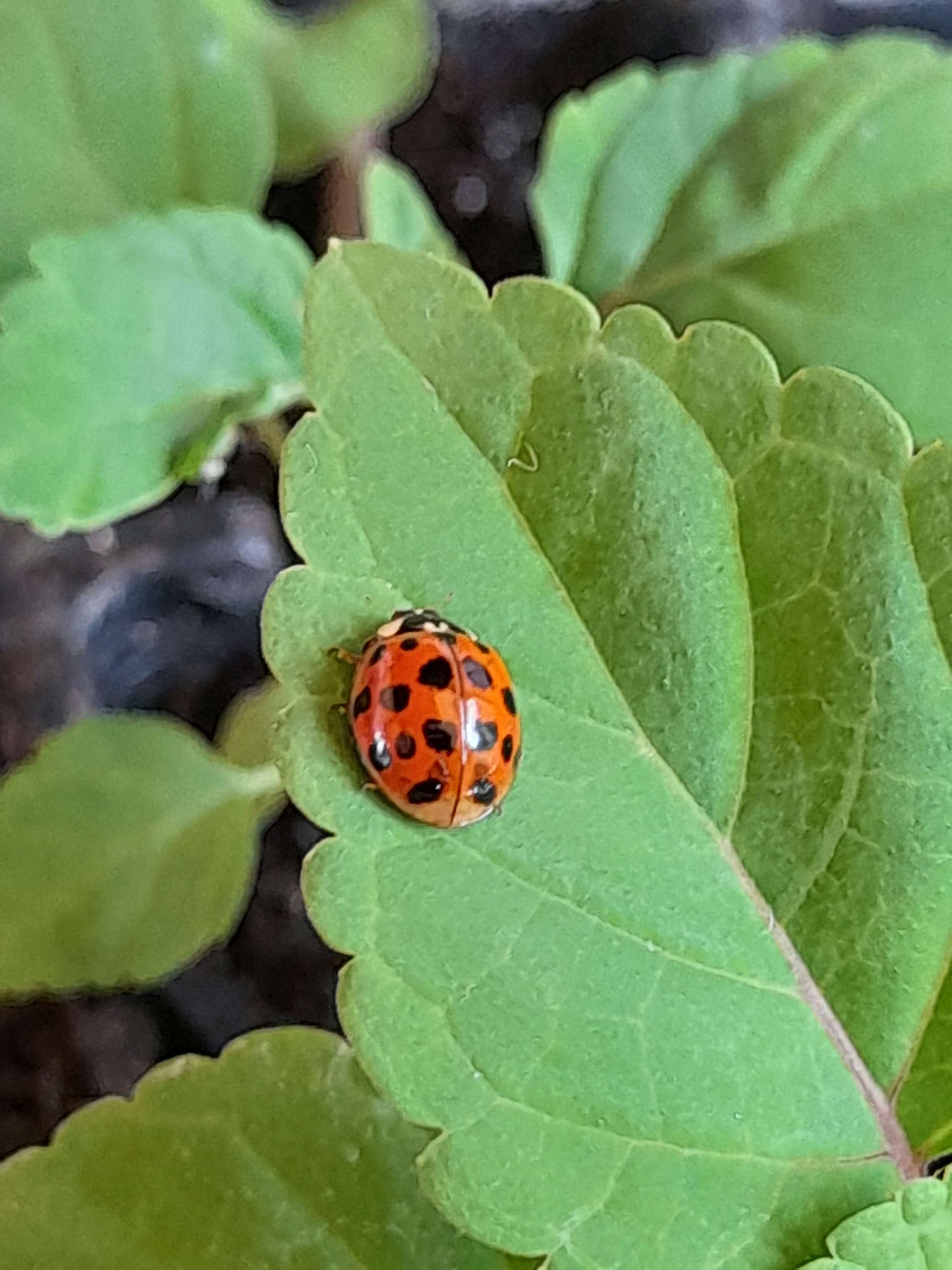 Ladybird