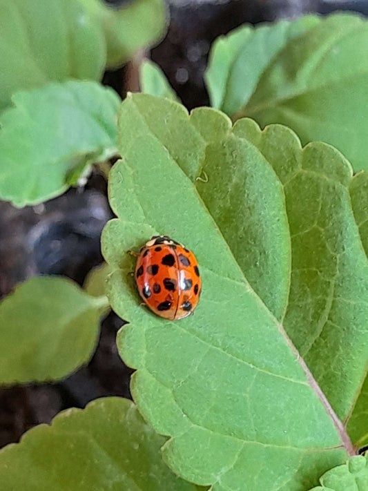 Ladybird