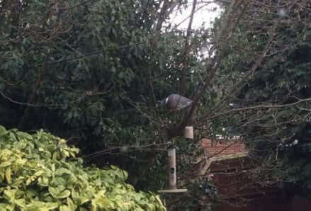 Haith's Armchair naturalist Margaret has a new visitor in her garden