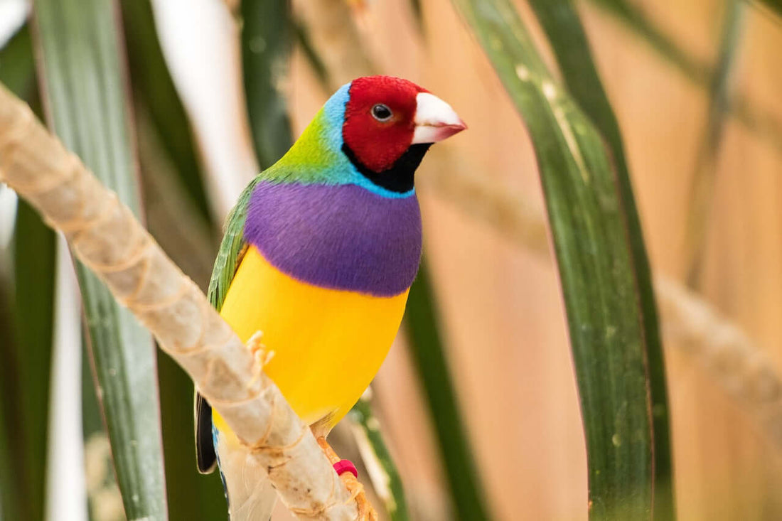 The delight and beauty of Gouldian Finches