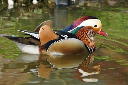 Mandarin Duck: Identification, Habitat, and Feeding Preferences