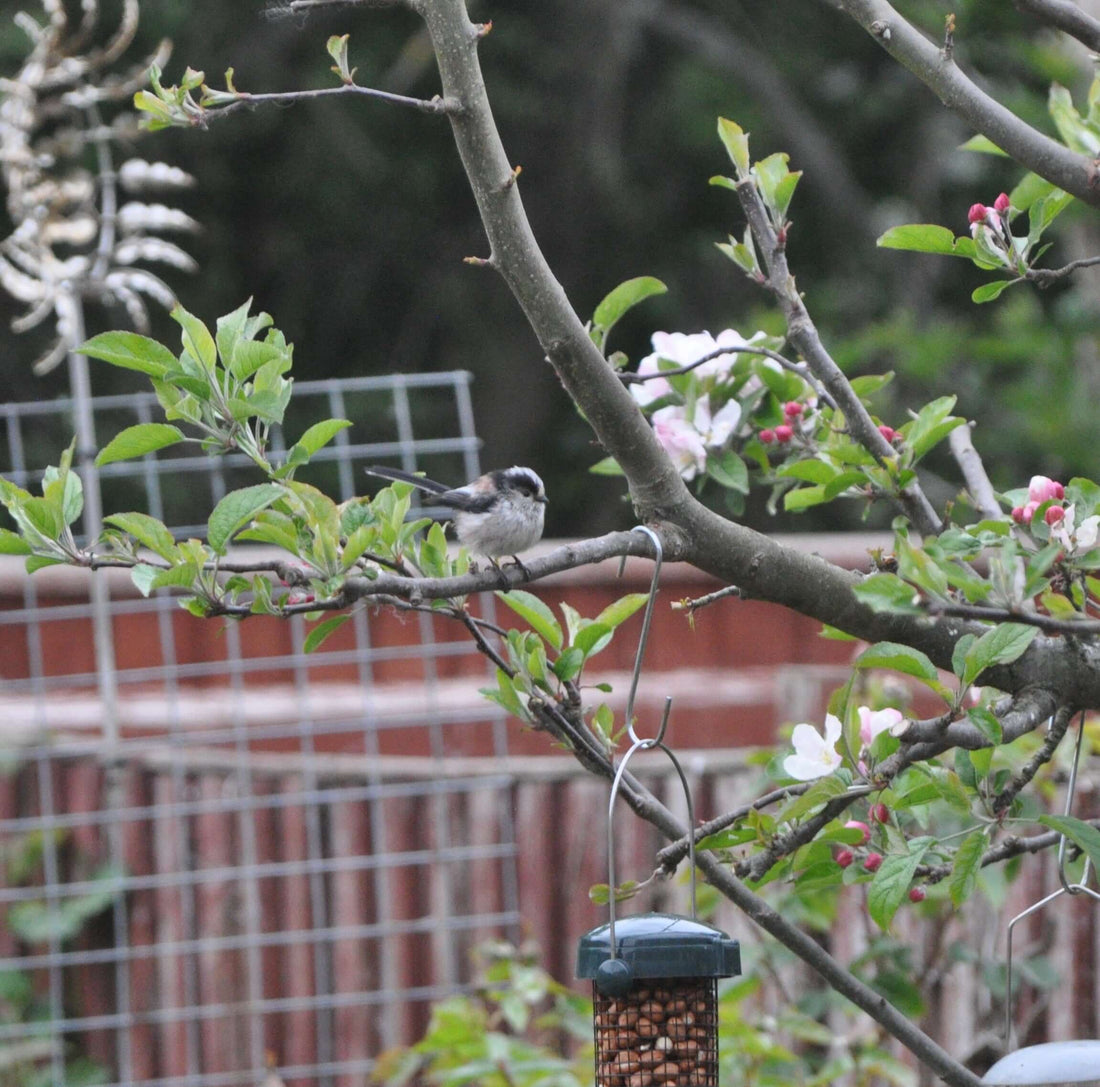 Long Tailed Tit