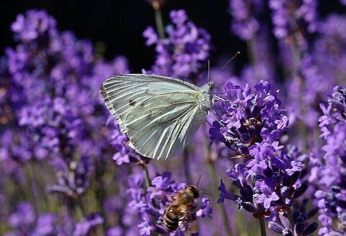 Small cabbage on lavender