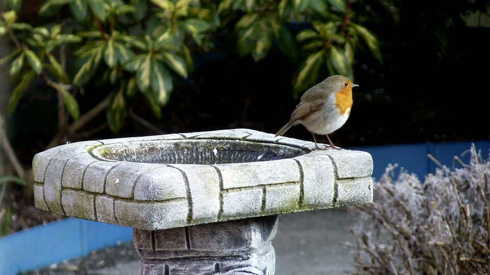 Robin on bird bath