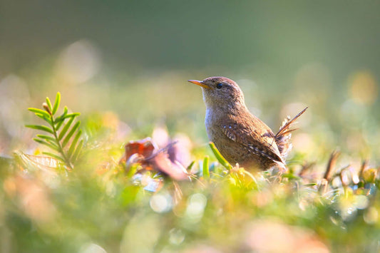 Wren Bird: Identification, Behavior, and Feeding Guid