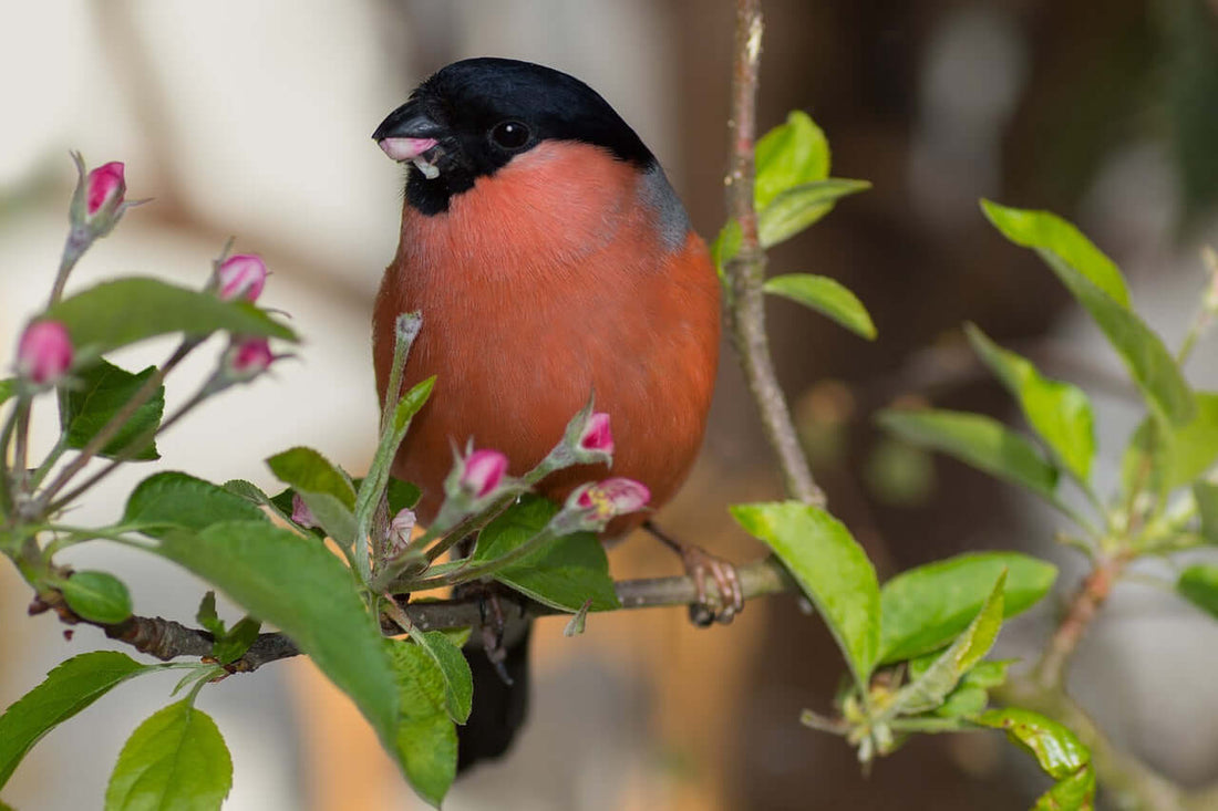 Image of a bullfinch sat in a flowery bush