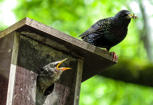 Haith’s “Help to Fly” National Nest Box Scheme 2024