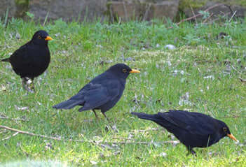 A Focus on Blackbirds