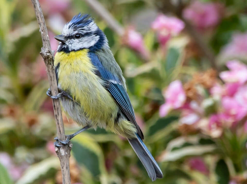 Image of a blue tit on a branch with summer flowers behind