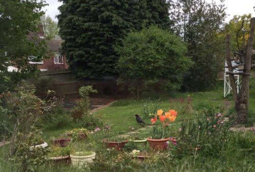 Haith's Armchair Naturalist Margaret updates us on what's happening in her garden