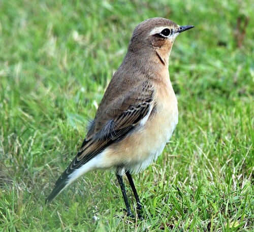 Wheatear Bird: Identification and Migration