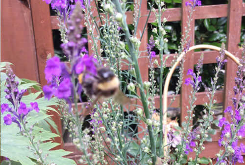 A family of bees in a wild garden