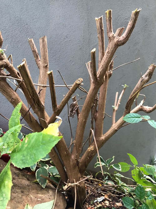 Update on the Buddleia bush