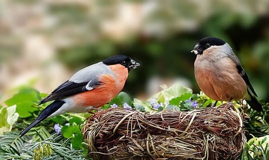 Haith's SuperClean Bird Food: A Commitment to Healthy Seed, Healthy Birds