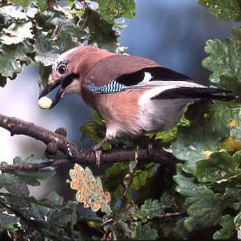 Mealworms provide essential protein and moisture for garden birds to feed themselves