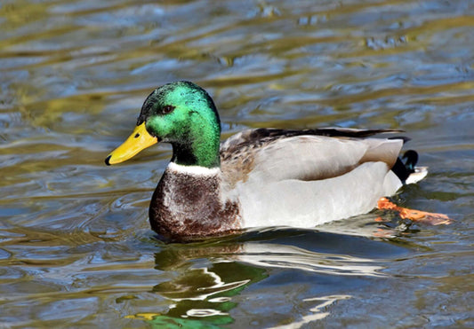 Mallard Duck: Habitat, Behavior, and Feeding Guide