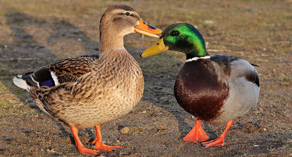 Wildlife adventures with an iPhone - Mallard ducklings