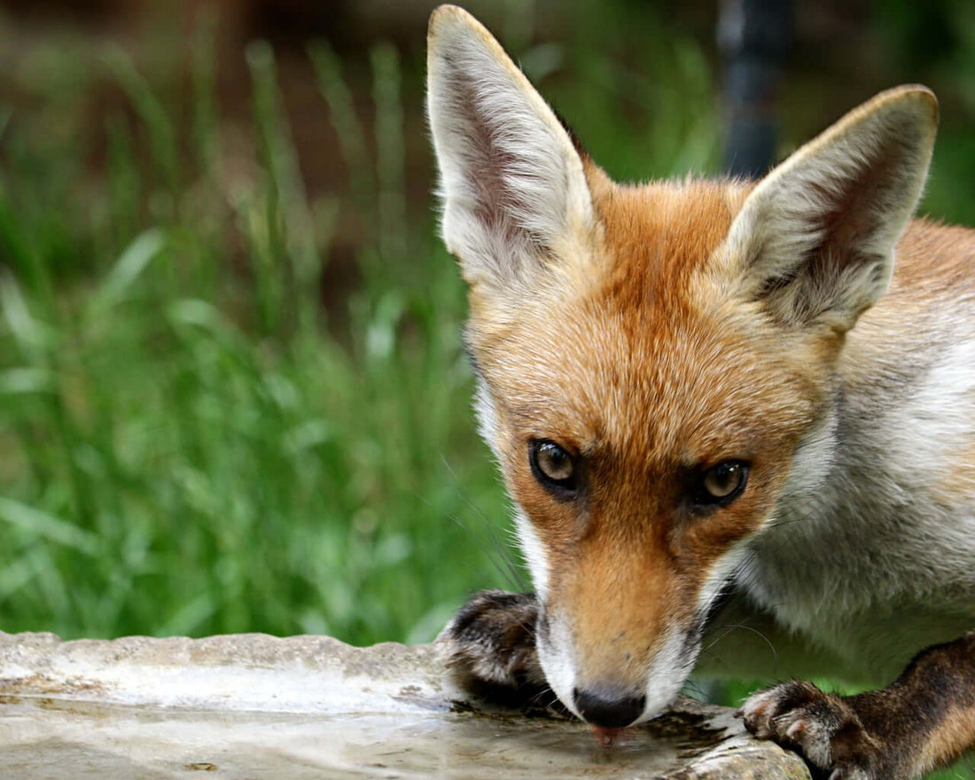 Wildlife needs to stay hydrated too