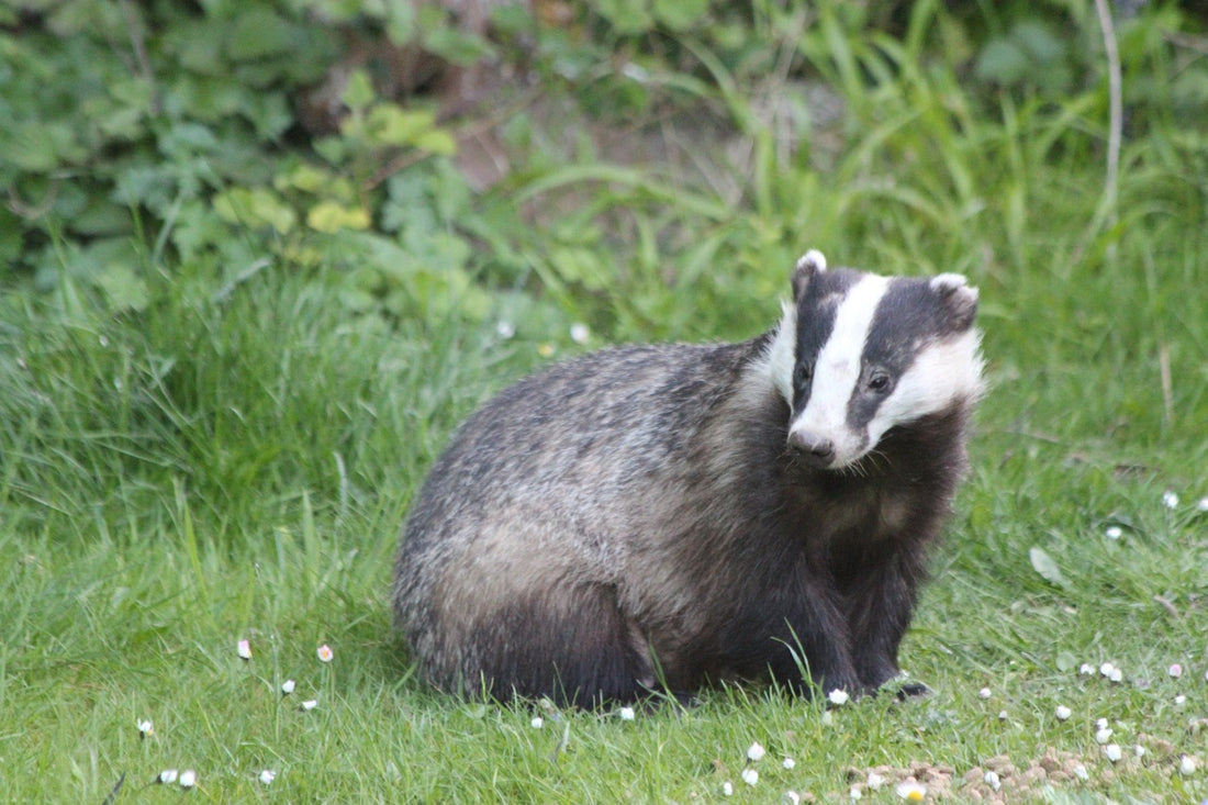 Understanding the Badger Cull in Britain: Key Issues and Impacts