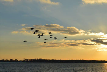 Autumn Migration