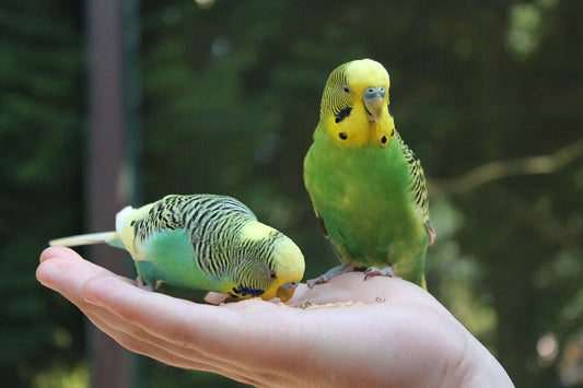 two budgies hand feeding seed