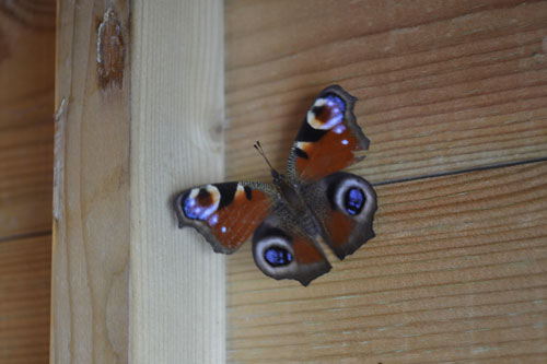 Armchair Naturalist - Peacock Butterfly
