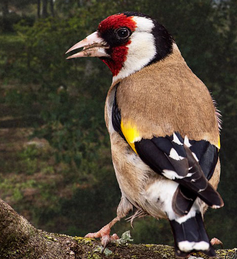 Goldfinch: Identification, Behaviour, and Feeding Tips