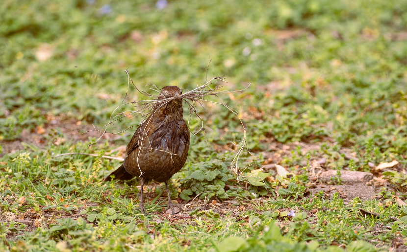 How Do Birds Make a Nest? Understanding Nesting Behaviours