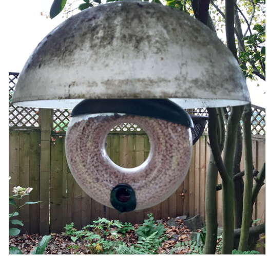 DIY Bird Enthusiast: How to Protect Your Birds from Bullies