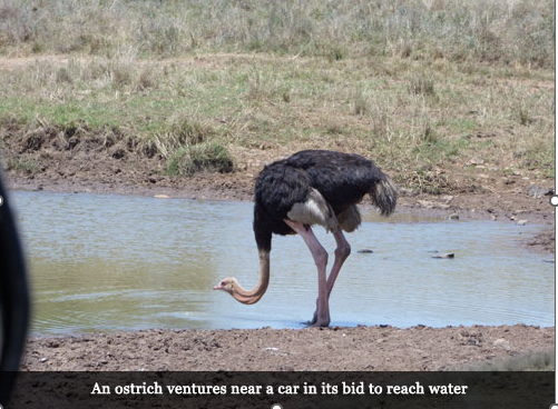 Drought, Dams, and Drinking Water: Ensuring Birds Stay Hydrated