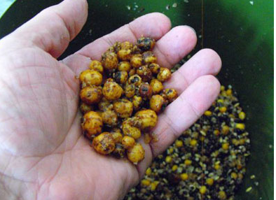 Spomb and Spod Mixes: Effective Recipes for Carp Fishing