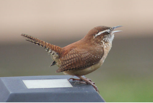 Best Bird Food for Small Garden Birds: A Comprehensive Guide