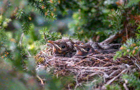 Embracing Nest Box Week: A Celebration of Avian Abodes