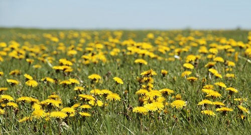 The Benefits of Weeds: How They Help Wildlife in Your Garden