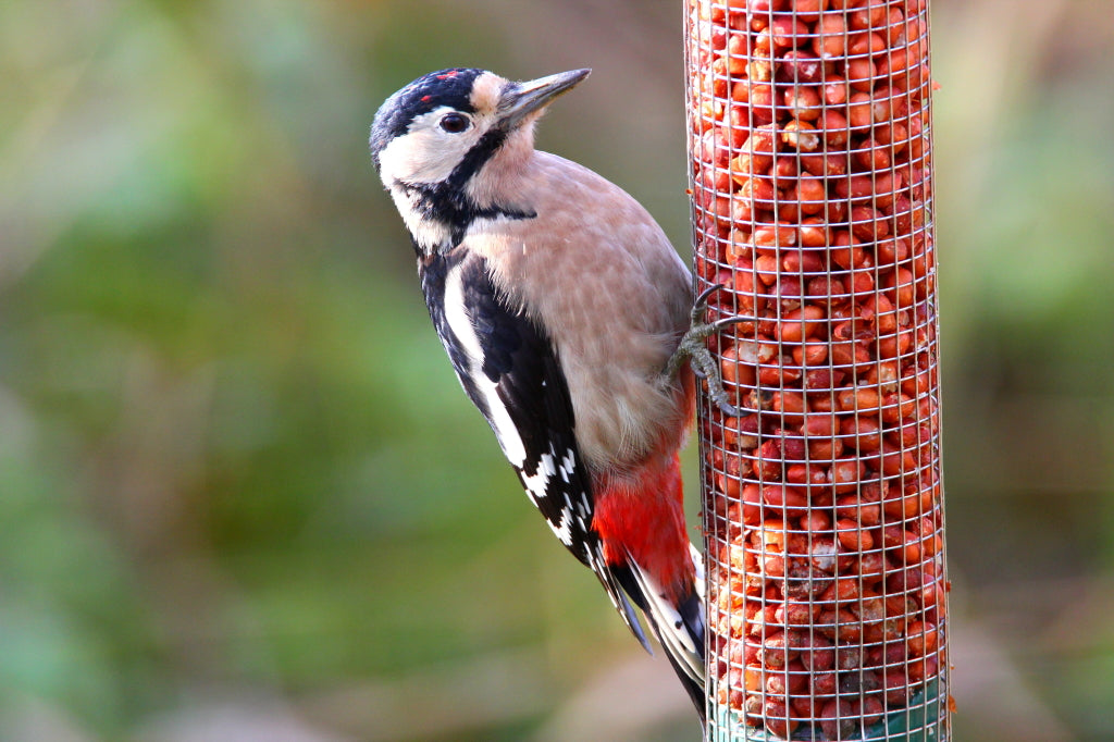 Great Spotted Woodpecker eating peanuts from a mesh container