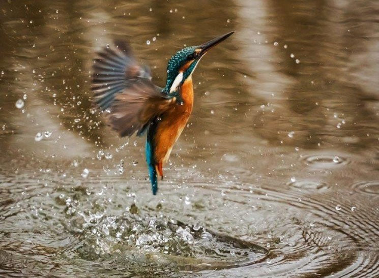 Kingfisher Bird: Life, Habitat Guide