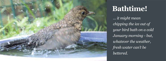 Image of a young blackbird having a bath in a bird bath