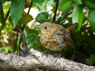 Image of a baby robin