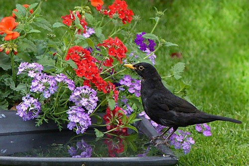 Image of a blackbird drinking next to some summer flowers