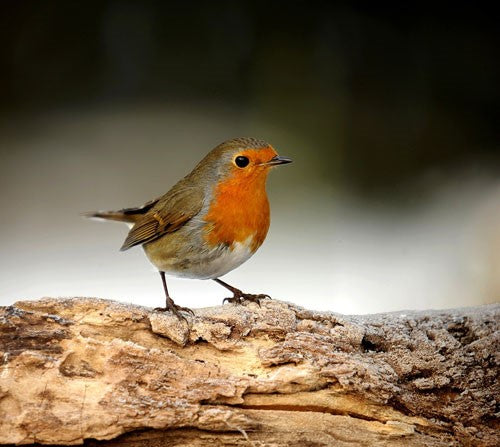 Feathered friends