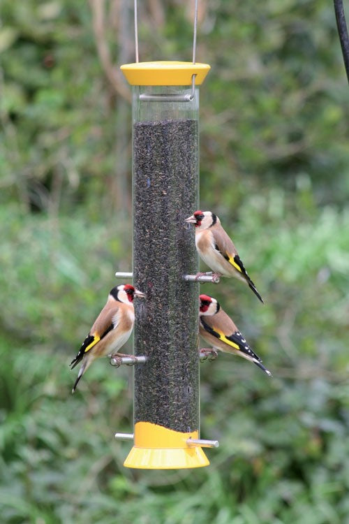 Image of goldfinches eating niger seed on a niger feeder