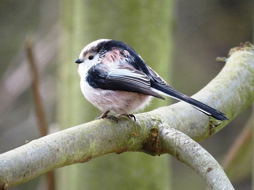 The Long-tailed tit