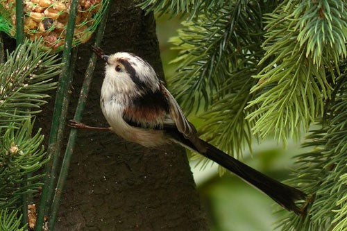 Image of a Long Tailed Tit